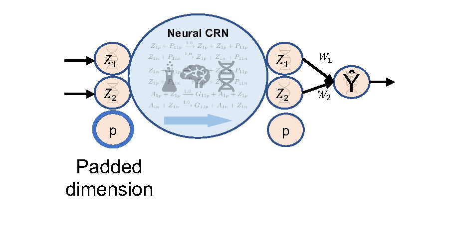 Neural CRN architecture from the DNA31 presentation